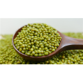 superior Quality Green Mung Bean for Sprouting Use